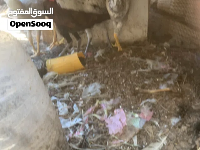 فراريج عربي غليظ العدد 17فروج 5شهور اعمارهم للبيع