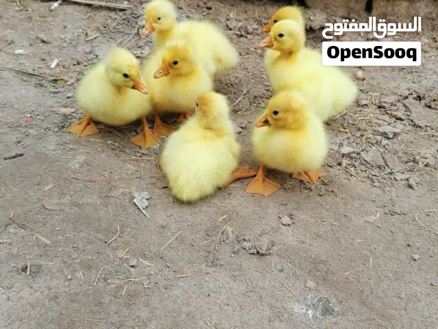 متاح افراخ بط كوبره زوج ب 20 ملقح التهاب صره من وفيتامينات عددهن 4ازواج عمرهن سبوع شرط يطلعن نفس امه