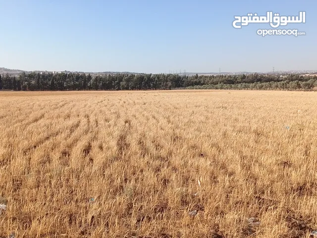 Farm Land for Rent in Madaba Umm Al Amad