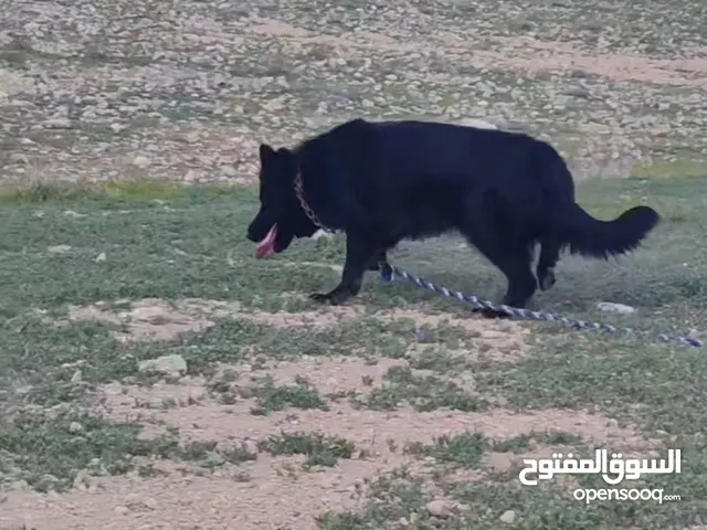 جيرمن رويل بلاك للبيع بسعر حرق