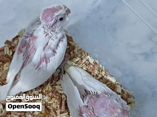 زوز فروخ كوكتيل البينو اقرأالوصف