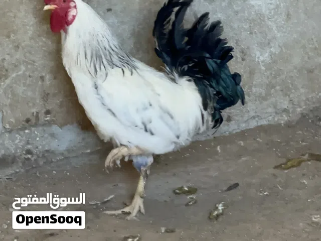 ديك ساسيكس البزرة الأصلية البريطانية صحة ونظافة وتخصيبه 100% ان شاء الله  عمره 11 شهر