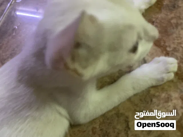 قطه للتبني عاجل