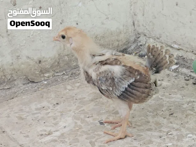 افراخ دجاج