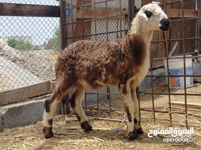للبيع كبش فول سمنه ماشاء الله يوجد فديو عند تواصل