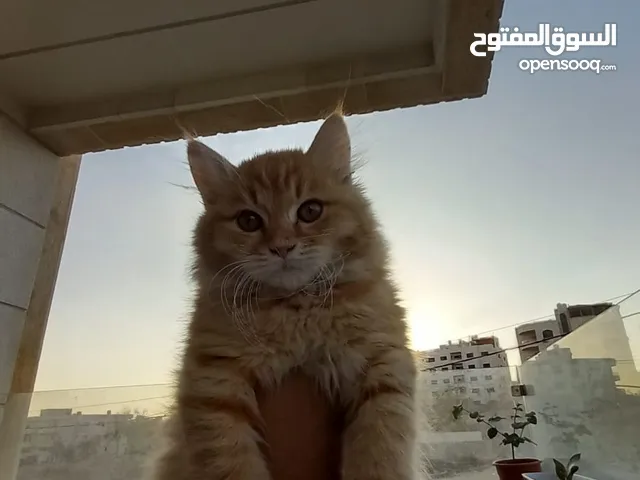 قط ذكر شانشيلا الاسم:lio مطعم معاه دفتر مطاعيم معاه لتر بوكس السعر فيه مجال