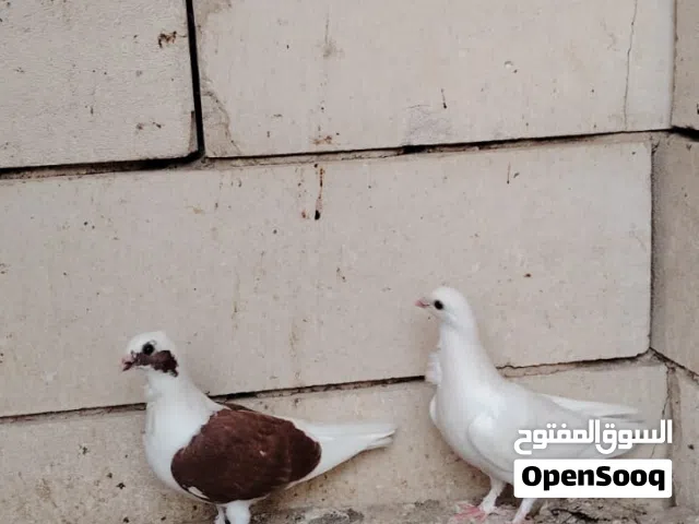 ارافل مخاليف صار سبوع من ياكلن نضيفات