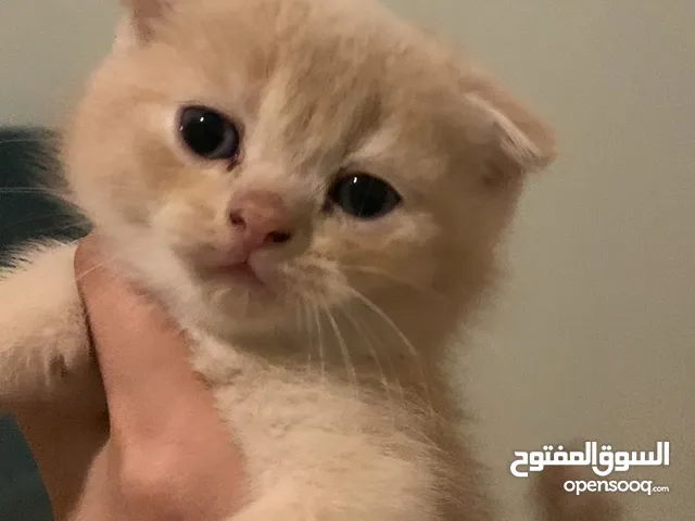 قطط سكوتش فولد وسكوتش ستريت