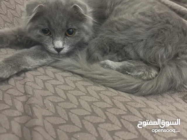 قط سكوتش للتبني