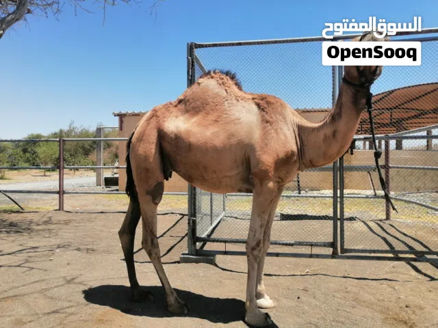 ناجه طيبه للبيع