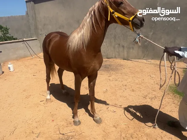 فلو عربي رقم خط سرعه