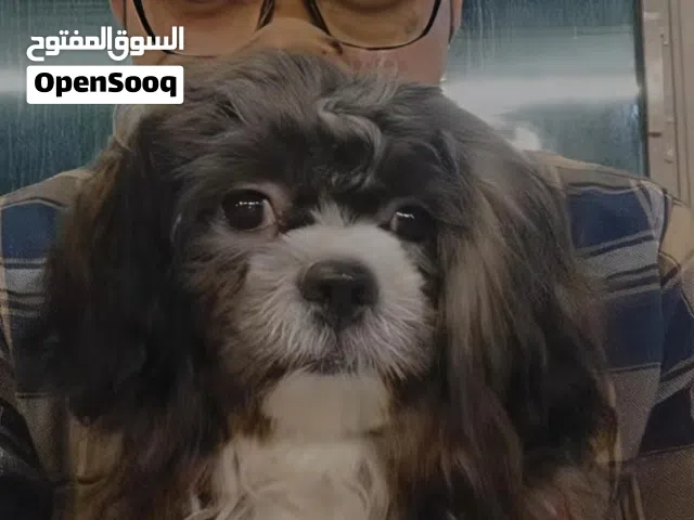 مطلوب كلب شيتزو للتبني يكون صغير في السن