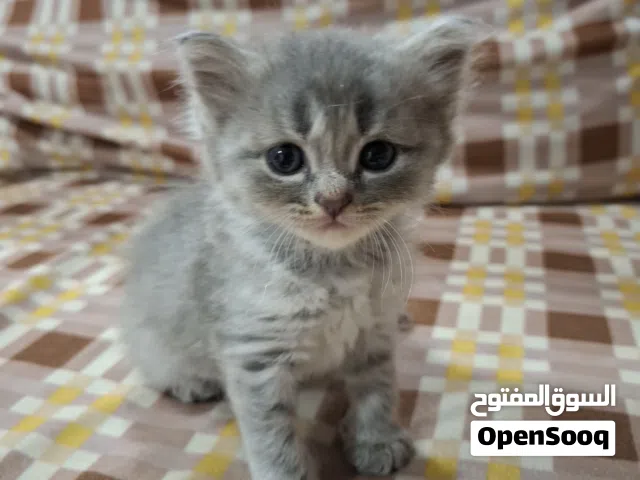 قطط سكوتش للبيع