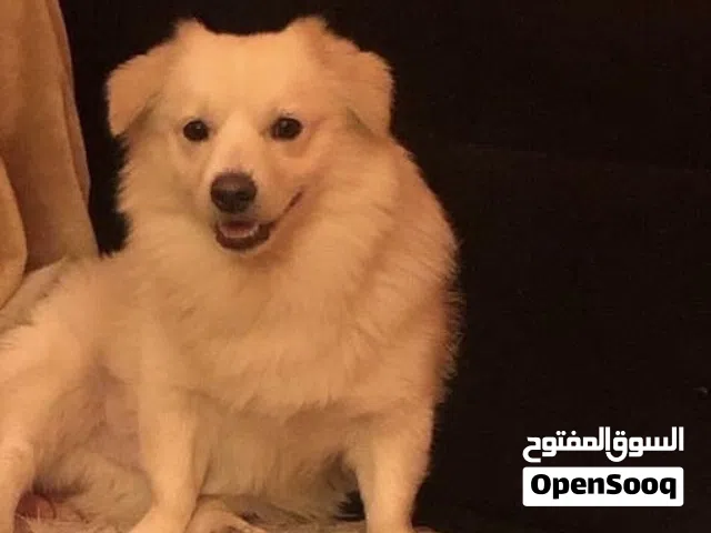 كلب جبنيز سبتز معقم مطعم كامل التطعيمات للتبني العاجل الطارئ لدواعي السفر