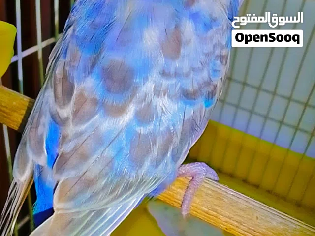 سلام عليكم اقرا الوصف ..