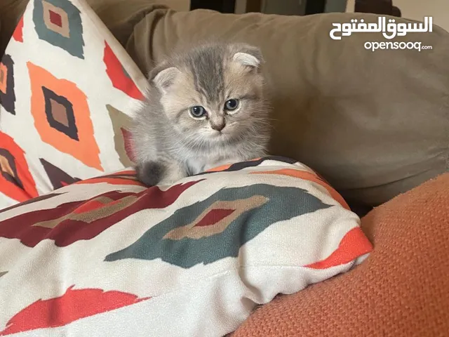 Scottish fold