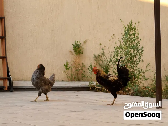 سلام عليكم عندي دجاج نبي نبيعه
