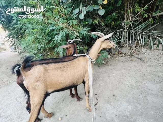 قطريات حوامل بيان شرط التكليب مستويات راقية