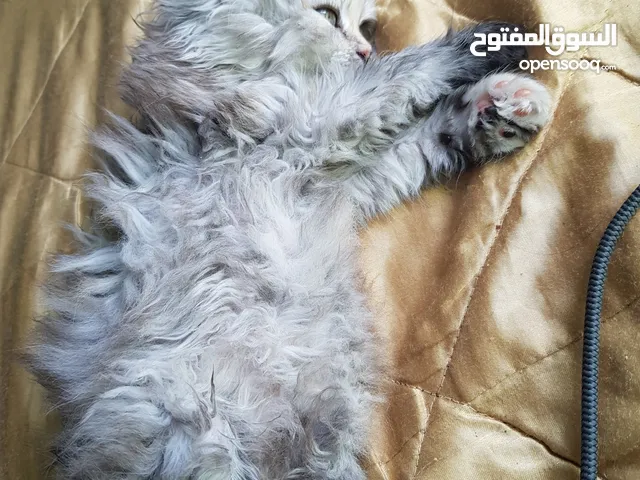 قطة شيرازي العمر شهرين