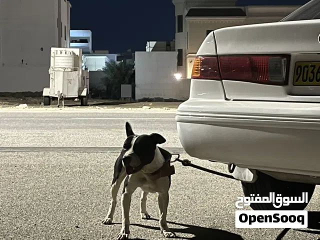 كلب للبيع  ذكر وانثي تتوصل وتساب