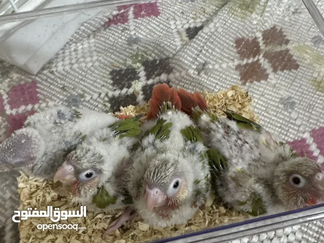 فروخ كنيور 4