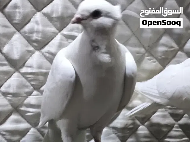 حمام طيور 5 طيور شلع ب25