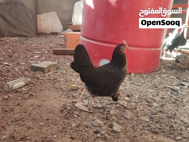 دجاج كحالي كويتي درجه اولى