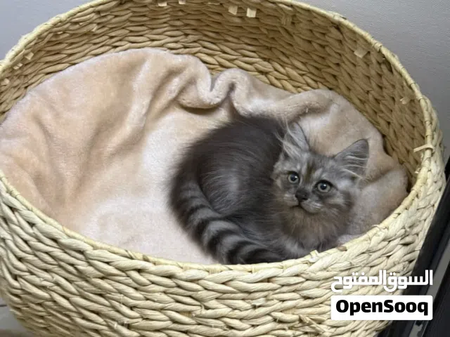 قطط شيرازي اصل من ام وأب للبيع او للبدل