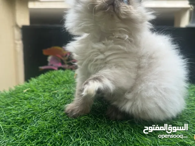 برجين وبكي فيس