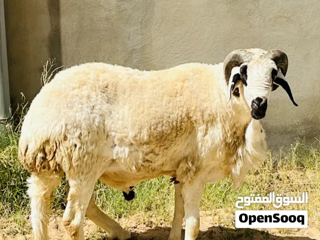 فحل ( سداس )
