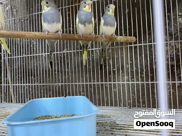 مطلوب مطلوب زوج حسون بسعر مناسب الب عنده يدزلي خاص
