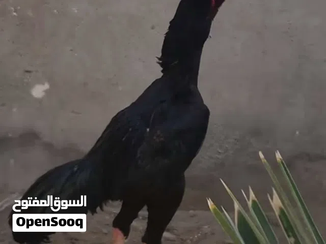 مطلوب دجاج هندي او هراتي شعندك ديج دجاجه شراي بسعر معقول