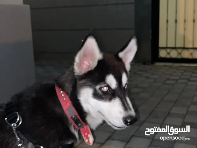 هاسكي سايبيري أنثى و ذكر Siberian husky female and male