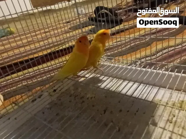 للبيع زوجين روز أصفر راس أحمر و زوج أخضر شرط منتجين التفاصيل في الوصف غييييير قاااابل للتفااااوض