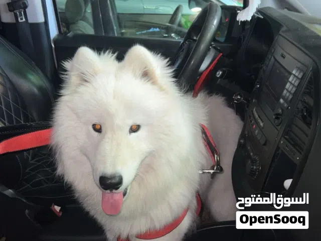 ذكر ساموايد بيور مستوى عالي