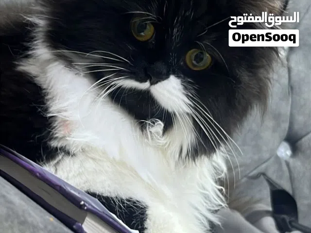 قطط زينه شيرازي او وحده انكورا