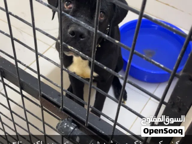 كيني كورسو العمر سبع شهور