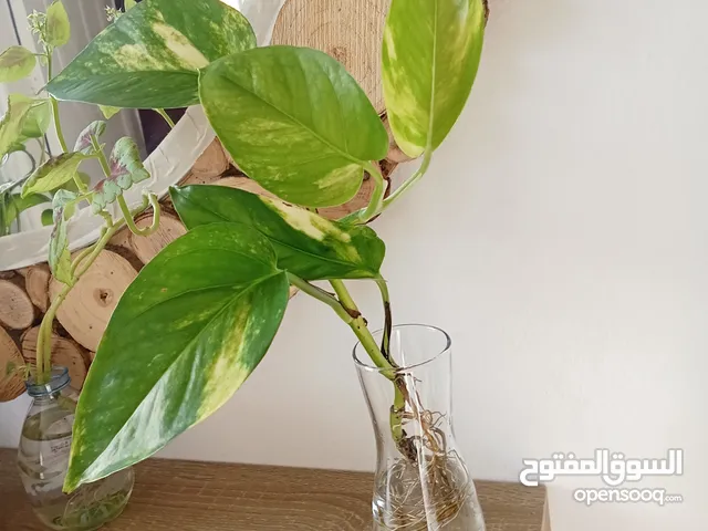 عبد الوهاب صغير حجم