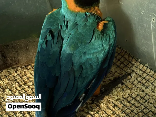 مكاو بلو آند قولد سوبر جامبو (إنتاج البحرين)