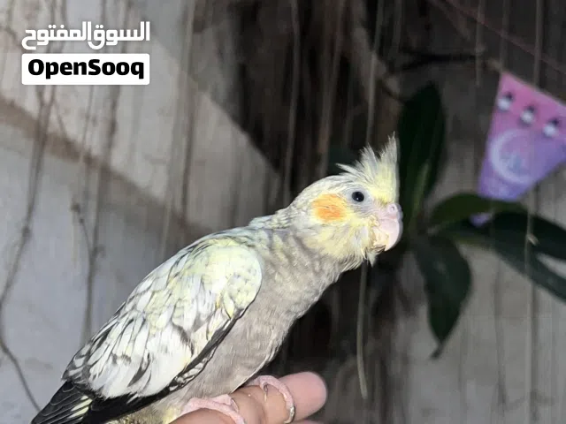 عصفور كوكتيل
