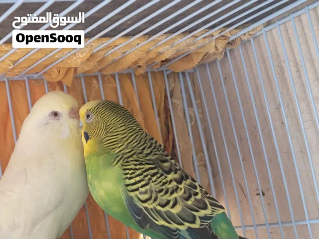 budgies pair