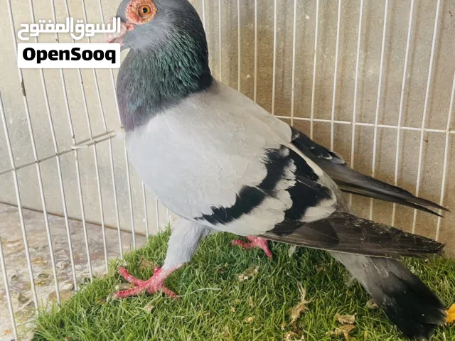 السلام عليكم