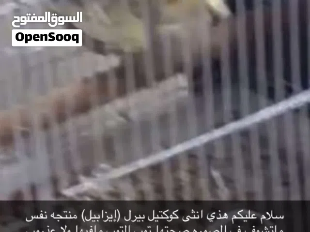 انثى كوكتيل منتجه حط سعرك وشلها الوصف مهمم