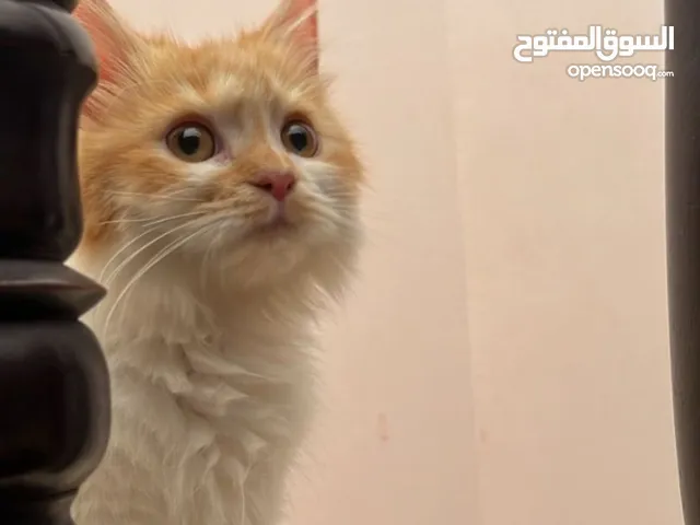 قط صغير نوعه شيرازي للبيع
