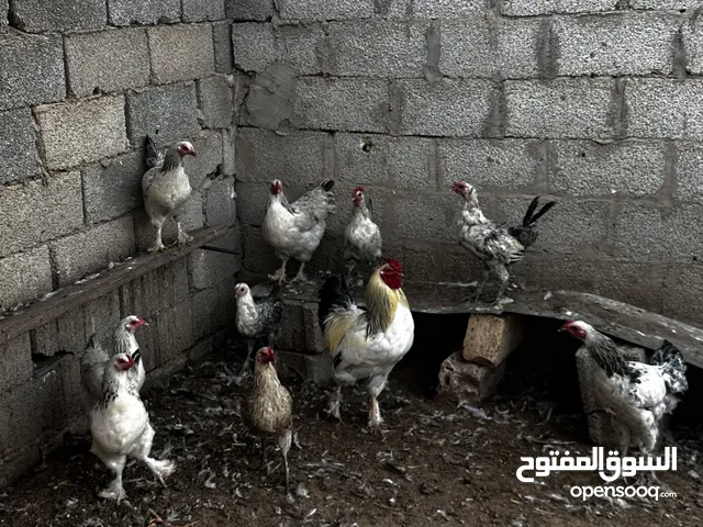 دجاج بصحه جيدة