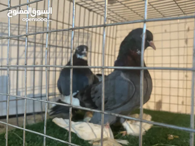 كوبية هزاز مصوقرا علي دحي