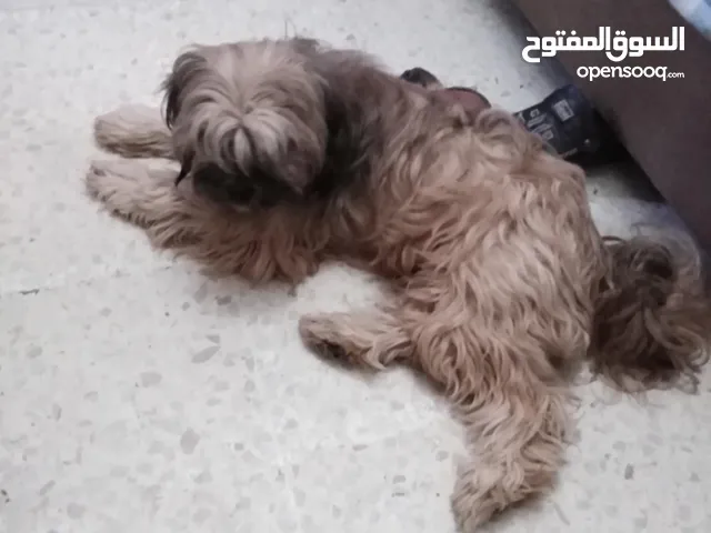 kanicha antha lil bi3 mtrobya wmzyna