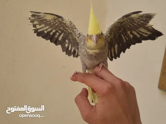 انثى كوكتيل ايزابيل اليفه