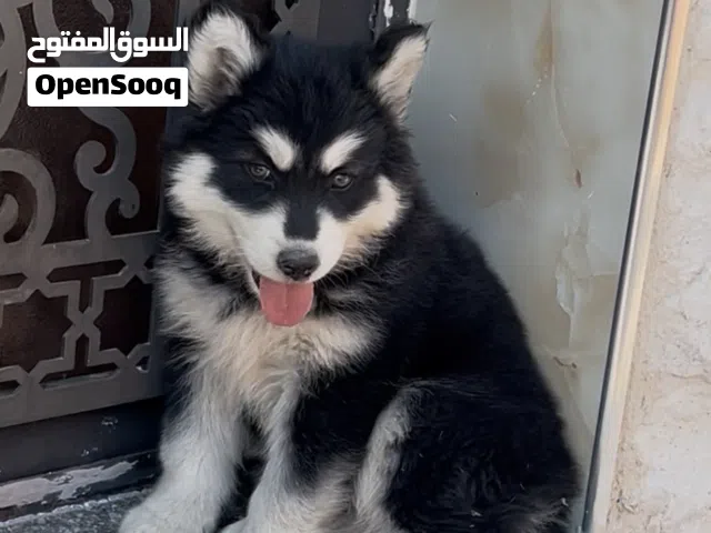 كلب هاسكي عضم عريض للبدل على كلب ينفع للحراسة