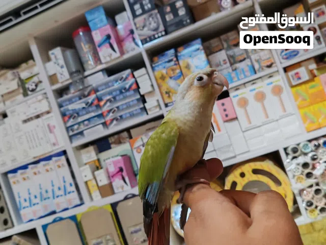 جرين شك  أليف